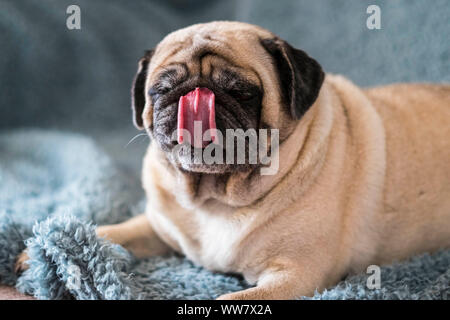 Home lustige Bild von Nizza klare pug wartet das Essen legte sich auf einen blauen Brief. große Zunge in der Nase. faul Konzept. Stockfoto