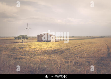 Hütte, einen Olivenbaum und Golden Ears in einem Feld Struktur in Italien, Europa, Stockfoto