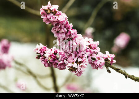 Mezereum (Daphne mezereum), eine giftige Heilpflanze Stockfoto