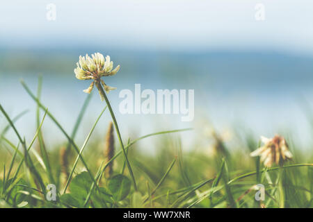 Eine Kleeblüte mit Sicht auf den See Stockfoto