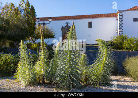 Kirche San Pedro, wachsende Turm von Juwelen, Rot bugloss, Echium wildpretii, Mitte, Vilaflor, Teneriffa, Spanien, Kanarische Inseln, Europa Stockfoto