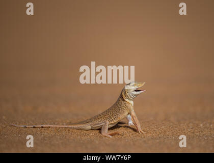 Dune Eidechse im heißen Sand der Wüste in Namibia, Dorob Abwehrhaltung Stockfoto