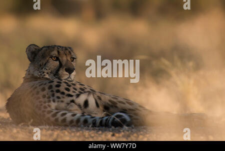 Cheetah liegen in der frühen Morgensonne in Namibia Stockfoto