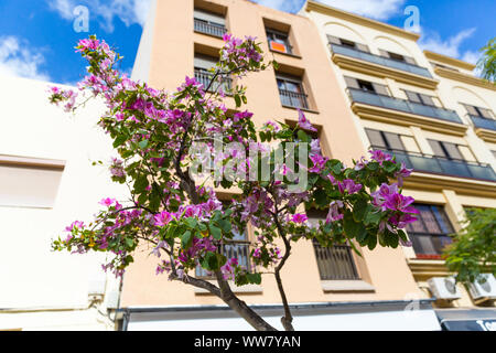 Orchid tree, (Bauhinia variegata), Santa Cruz de Tenerife, Kanarische Inseln, Spanien, Europa Stockfoto