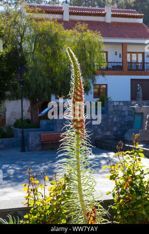 Turm von Juwelen, Rot bugloss, Echium wildpretii, Zentrum von Vilaflor, Teneriffa, Spanien, Kanarische Inseln Stockfoto