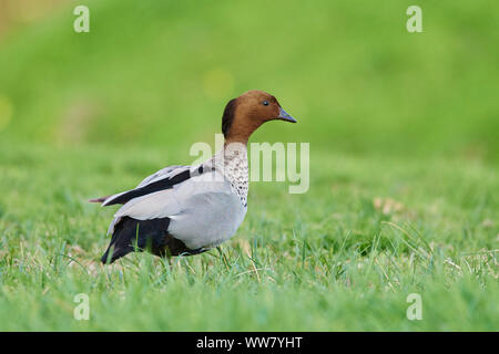 Maned Gans (Chenonetta jubata), männlich, Wiese, Seitenansicht, stehend, Wildlife, close-up Stockfoto