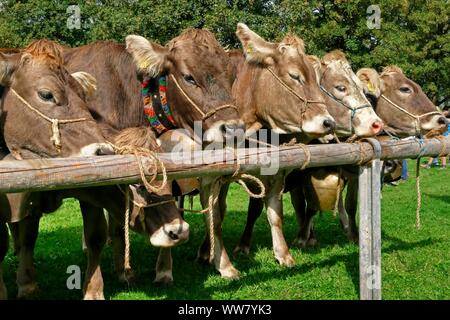 Almabtrieb in Oberstdorf, Allgäu, Schwaben, Bayern, Deutschland Stockfoto