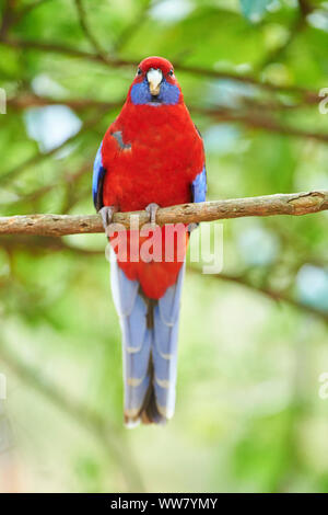 Crimson Rosella (Platycercus elegans) sitzt auf einem Ast, Wildlife, Dandenong Ranges National Park, Victoria, Australien Stockfoto