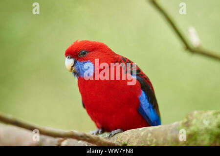 Crimson Rosella (Platycercus elegans) sitzt auf einem Ast, Wildlife, Dandenong Ranges National Park, Victoria, Australien Stockfoto