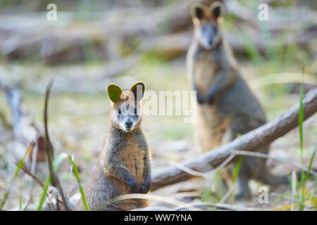 Swamp Wallaby (Wallabia bicolor) in den Büschen, an der Kamera, Tierwelt suchen, Phillip Island, Victoria, Australien Stockfoto