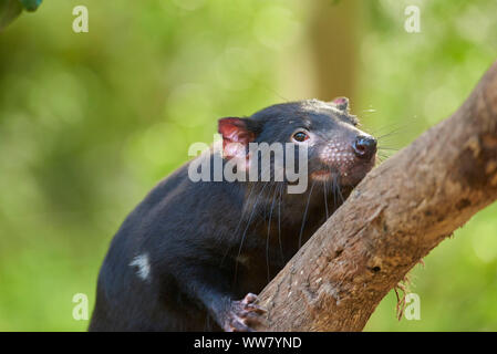 Beutelteufel (Sarcophilus harrisii) Futtersuche, Nahaufnahme, Victoria, Australien Stockfoto