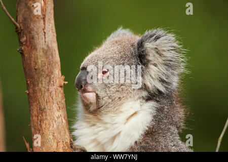 Koala (Phascolarctos cinereus) auf einem Bambus Baum, in Kamera suchen, Nahaufnahme, Victotria, Australien Stockfoto