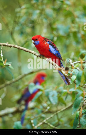 Crimson Rosella (Platycercus elegans) sitzt auf einem Ast, Wildlife, Dandenong Ranges National Park, Victoria, Australien Stockfoto