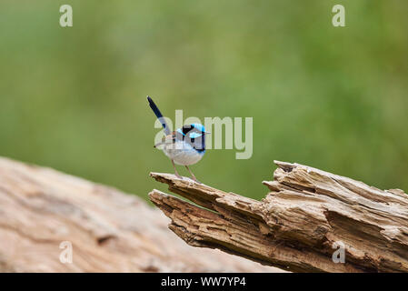 Hervorragende fairywren (Malurus cyaneus), männlich, Amtsleitung, Seitenansicht, sitzend Stockfoto