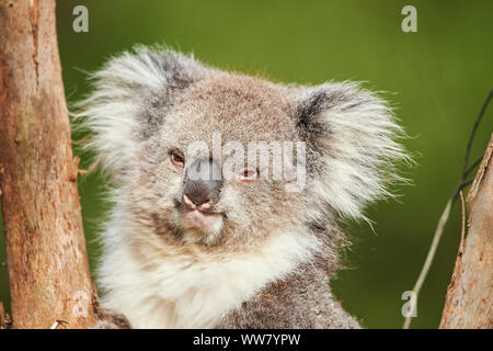 Koala (Phascolarctos cinereus) auf einem Bambus Baum, in Kamera suchen, Nahaufnahme, Victotria, Australien Stockfoto