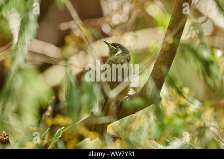 Lewin's honeyeater (Meliphaga lewinii), Zweig, Seitenansicht, sitzend Stockfoto