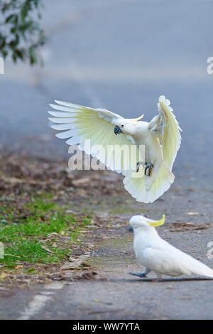 Schwefel-Crested cockatoo (Cacatua galerita) in einem Wald, Fliegen, Tierwelt, Dandenong Ranges National Park, Victoria, Australien Stockfoto