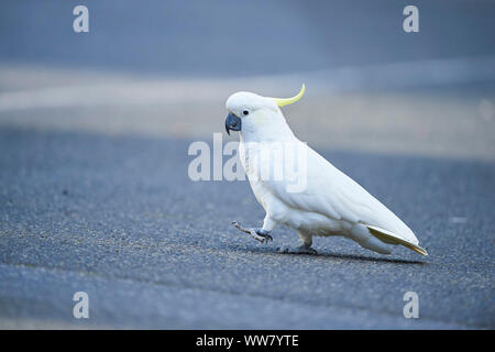 Schwefel-Crested cockatoo (Cacatua galerita) in einem Wald, Wild, Dandenong Ranges National Park, Victoria, Australien Stockfoto