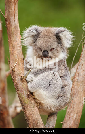 Koala (Phascolarctos cinereus) auf einem Bambus Baum, in Kamera suchen, Nahaufnahme, Victotria, Australien Stockfoto