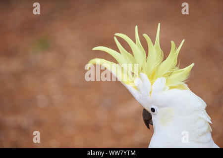 Schwefel-Crested cockatoo (Cacatua galerita) in einem Wald, Wild, Dandenong Ranges National Park, Victoria, Australien Stockfoto