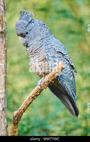 Gang-gang cockatoo (Callocephalon fimbriatum) Weiblich, Zweig, Seitenansicht, sitzend, Nahaufnahme, Victoria, Australien Stockfoto