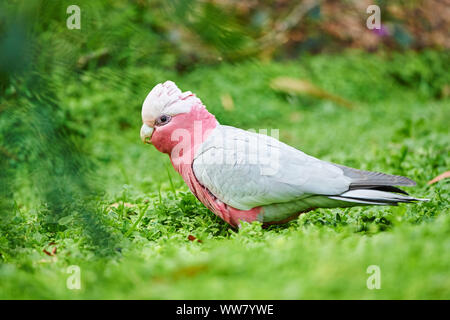 Galah (Eolophus roseicapilla), Wiese, Seitenansicht, stehend, Tierwelt, Nahaufnahme, Victoria, Australien Stockfoto