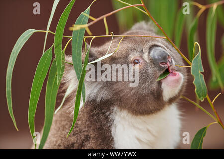 Koala (Phascolarctos cinereus) auf einem Bambus Baum, in Kamera suchen, Nahaufnahme, Victotria, Australien Stockfoto