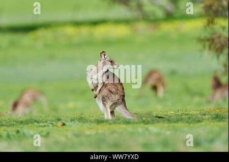 Eastern Grey Kangaroo (Macropus giganteus) auf ein Feld, eine Wildnis, Victoria, Australien Stockfoto