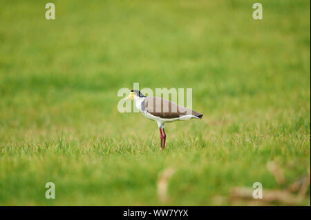 Maskierte Kiebitz (Vanellus Meilen), Nahaufnahme, Wiese, Seitenansicht, stehend, Wildlife, Victoria, Australien Stockfoto