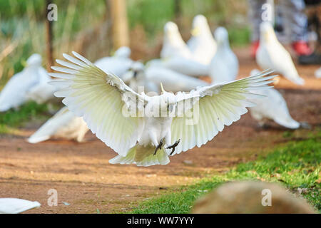 Schwefel-Crested cockatoo (Cacatua galerita) in einem Wald, Fliegen, Tierwelt, Dandenong Ranges National Park, Victoria, Australien Stockfoto