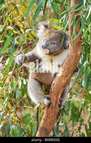 Koala (Phascolarctos cinereus) auf einem Bambus Baum, in Kamera suchen, Nahaufnahme, Victotria, Australien Stockfoto