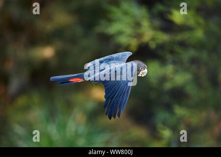 Red-tailed black Cockatoo (Calyptorhynchus banksii) fliegen, Seitenansicht, Victoria, Australien Stockfoto