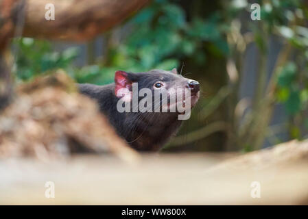 Beutelteufel (Sarcophilus harrisii) Futtersuche, Nahaufnahme, Victoria, Australien Stockfoto