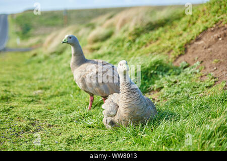 Cape Barren goose (Cereopsis novaehollandiae), Wiese, Nahaufnahme, Seite, Ansicht, Wildlife, Phillip Island, Victoria, Australien Stockfoto