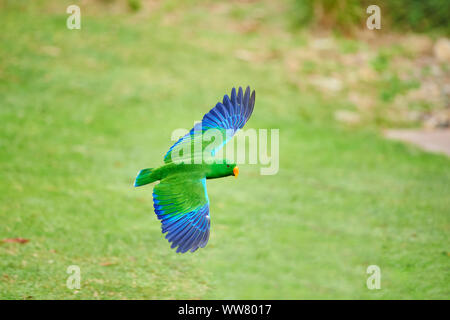 Eclectus Parrot (Eclectus roratus) männlich, Seitenansicht, Fliegen, Wiese, Victoria, Australien Stockfoto