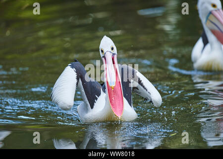 Australian pelican (Pelecanus conspicillatus), Wasser, Schwimmen, close-up, Victoria, Australien Stockfoto