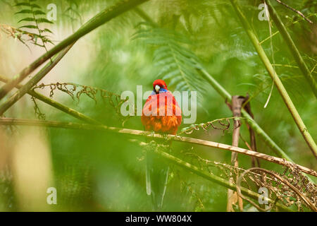 Crimson Rosella (Platycercus elegans) sitzt auf einem Ast, Wildlife, Dandenong Ranges National Park, Victoria, Australien Stockfoto