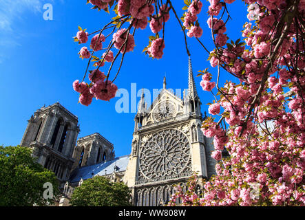 Kathedrale Notre-Dame de Paris, Frankreich, Europa, Stockfoto