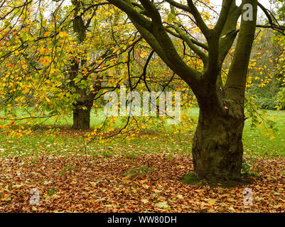 Die herbstlichen Bäume im Park, Deutschland, Stockfoto