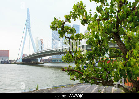 Erasmusbrug, Rotterdam, Niederlande, Europa Stockfoto