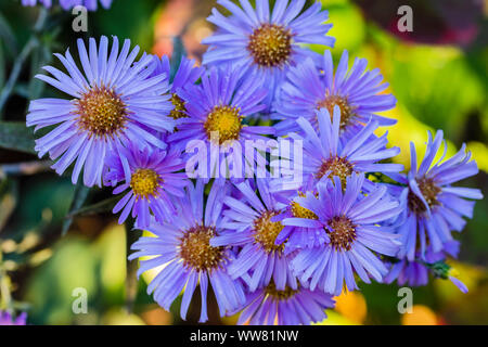 New York aster, Aster novi-belgii, Sorte "Langfristige blau', wilde Chrysantheme, Nahaufnahme, gefüllte Blüte Stockfoto