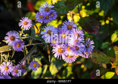 Wilde Chrysantheme, Nahaufnahme, gefüllte Blüte Stockfoto