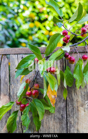 Zweig mit roten frischen Zierpflanzen Äpfel, close-up Stockfoto