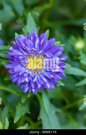 China aster, jährliche Aster Stockfoto