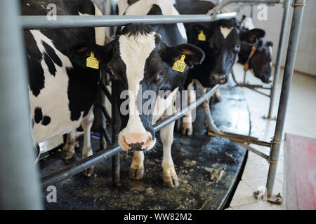 Mehrere Kühe hinter Zaun innen stabil Stockfoto