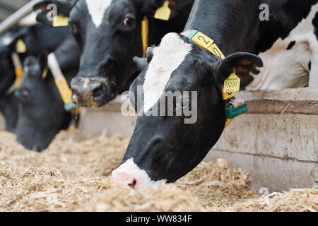 Gruppe von schwarz-weißen Kühe eatin frisches Heu beim Stehen in der Zeile Stockfoto