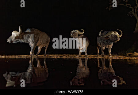 Drei afrikanischen Büffel in der Nacht an der Tränke, KwaZulu-Natal, Südafrika Stockfoto