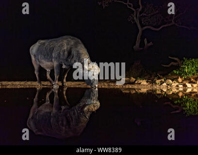 Afrikanische Büffel in der Nacht an der Tränke, KwaZulu-Natal, Südafrika Stockfoto