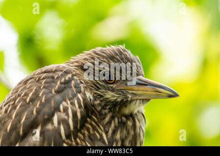 Jugendlicher Nachtreiher (Nycticorax nycticorax) im Ellie Schiller Homosassa Springs Wildlife State Park, Florida, USA. Stockfoto