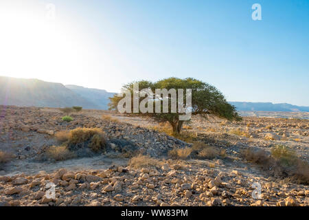 Israel, South District, dem Toten Meer Region. Akazie und Wüste Landschaft in der Nähe von Masada. Stockfoto